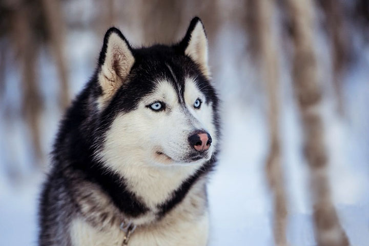 If you are fond of husky dogs and you don't have time for a full day program then this program is a nice option for you. Excursion on the husky farm and a sled ride with the huskies in Russian Lapland on Kola Peninsula.